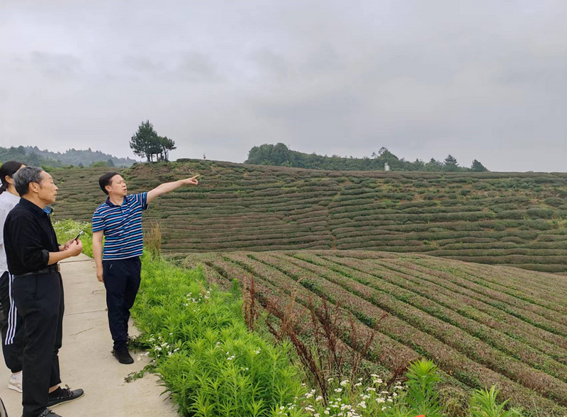 有关于筑巢引凤谋招商 贵定县茶产业呼唤更大发展的相关信息(3)