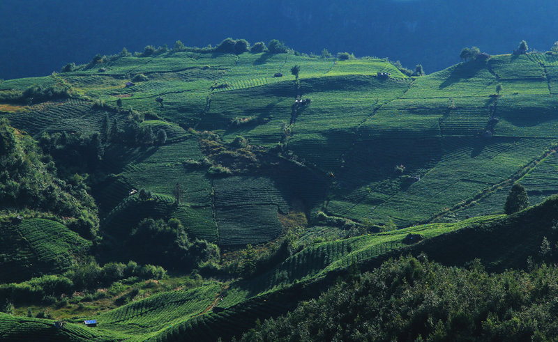 有关于筑巢引凤谋招商 贵定县茶产业呼唤更大发展的相关信息(1)