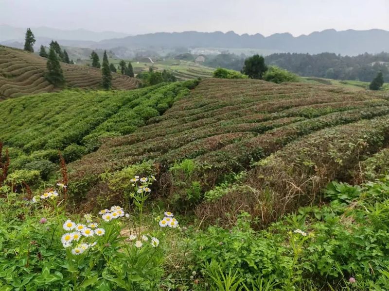 有关于筑巢引凤谋招商 贵定县茶产业呼唤更大发展的相关信息