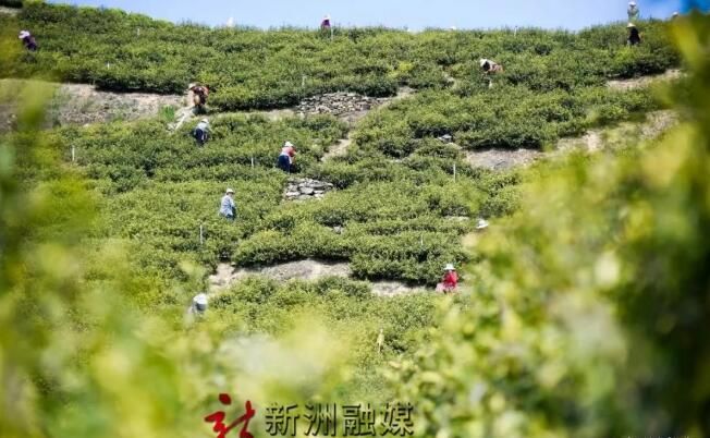 关于聚焦！新洲区促“茶+文旅产业”出圈的新闻