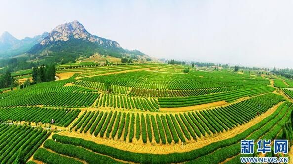 有关于日照绿茶：一“叶”观“岚”的消息