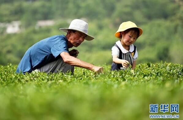 有关于日照绿茶：一“叶”观“岚”的消息(4)