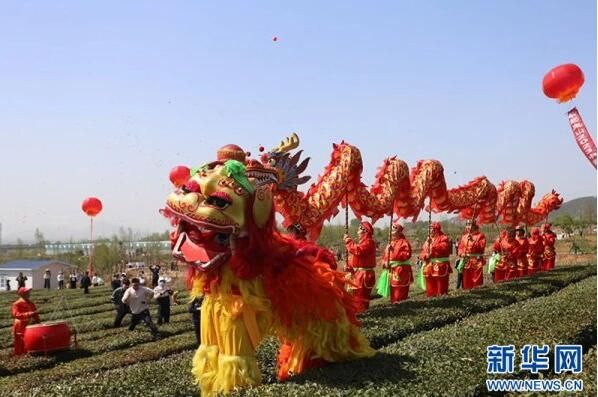 有关于日照绿茶：一“叶”观“岚”的消息(5)