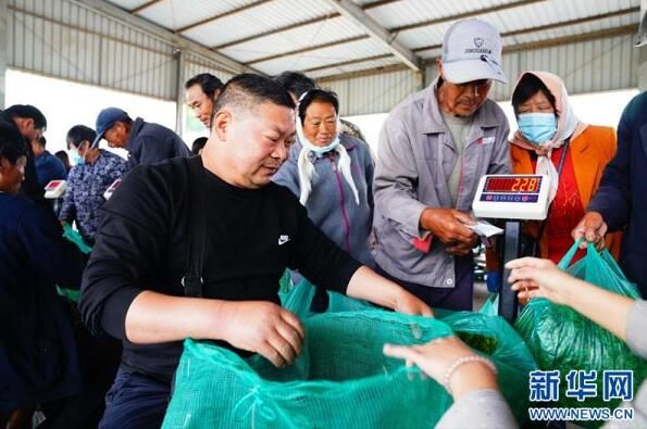 有关于日照绿茶：一“叶”观“岚”的消息(2)