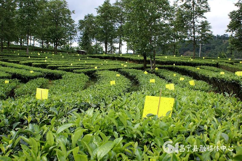 有关于​昌宁县2023年1—5月茶产业实现农业产值7.35亿元的资讯(2)