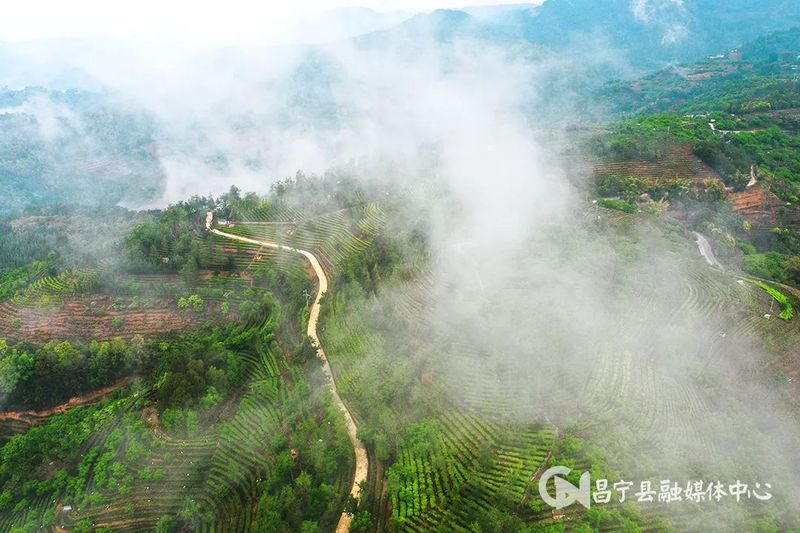 有关于​昌宁县2023年1—5月茶产业实现农业产值7.35亿元的资讯