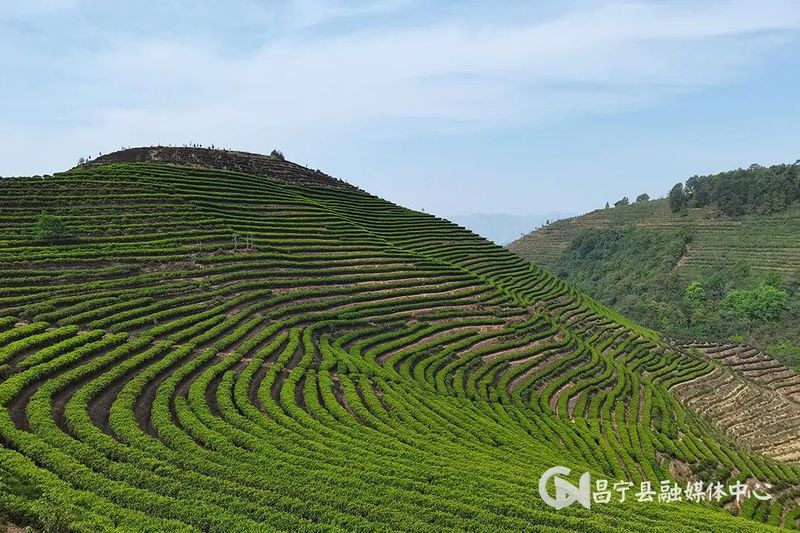 有关于​昌宁县2023年1—5月茶产业实现农业产值7.35亿元的资讯(3)