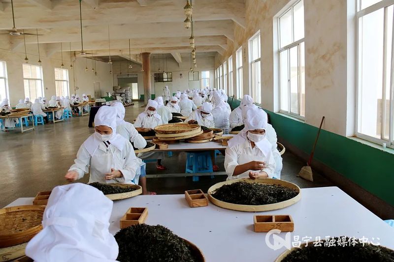 有关于​昌宁县2023年1—5月茶产业实现农业产值7.35亿元的资讯(1)