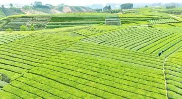 有关于远销海内外，夹江茶叶何以飘香万里？的新闻(3)