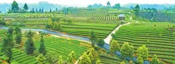 有关于远销海内外，夹江茶叶何以飘香万里？的新闻