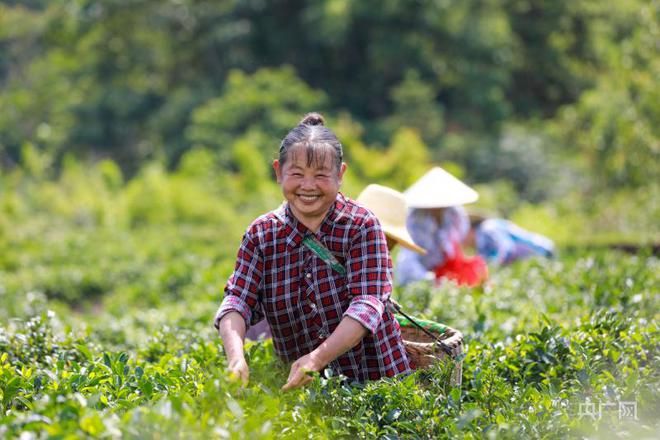 关于瞰江西！夏日采茶忙的资讯(2)