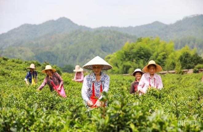 关于瞰江西！夏日采茶忙的资讯(5)