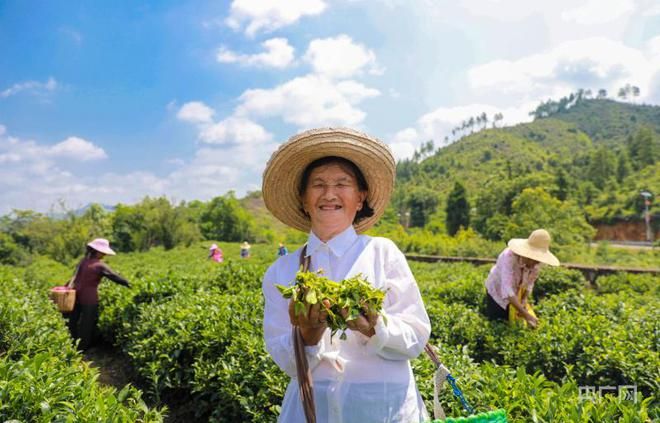 关于瞰江西！夏日采茶忙的资讯(1)