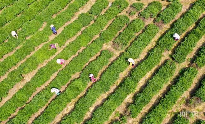 关于瞰江西！夏日采茶忙的资讯