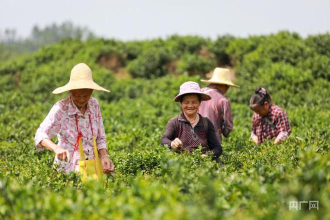 关于瞰江西！夏日采茶忙的资讯(4)