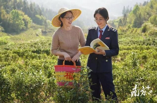 关于河源：“税惠春风”吹绿茶农“致富叶”的消息