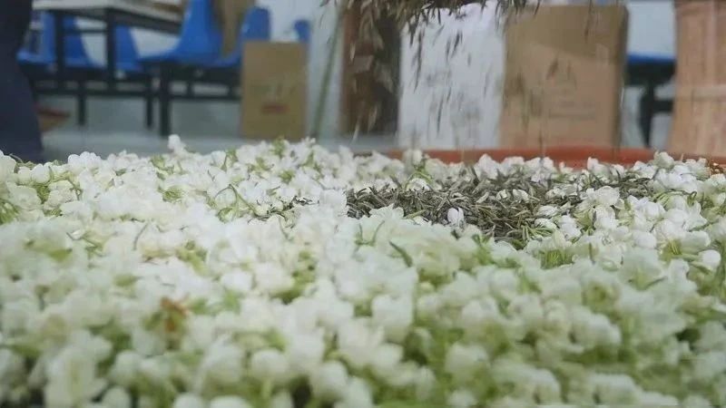 关于福州：一朵“舶来花”与“世界茶港”的古今相逢的资讯(2)