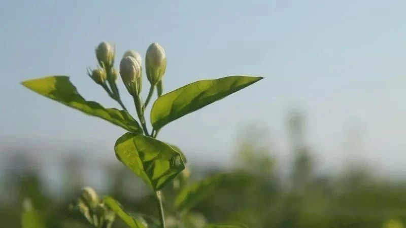 关于福州：一朵“舶来花”与“世界茶港”的古今相逢的资讯