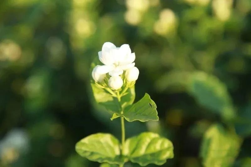 关于福州：一朵“舶来花”与“世界茶港”的古今相逢的资讯(1)