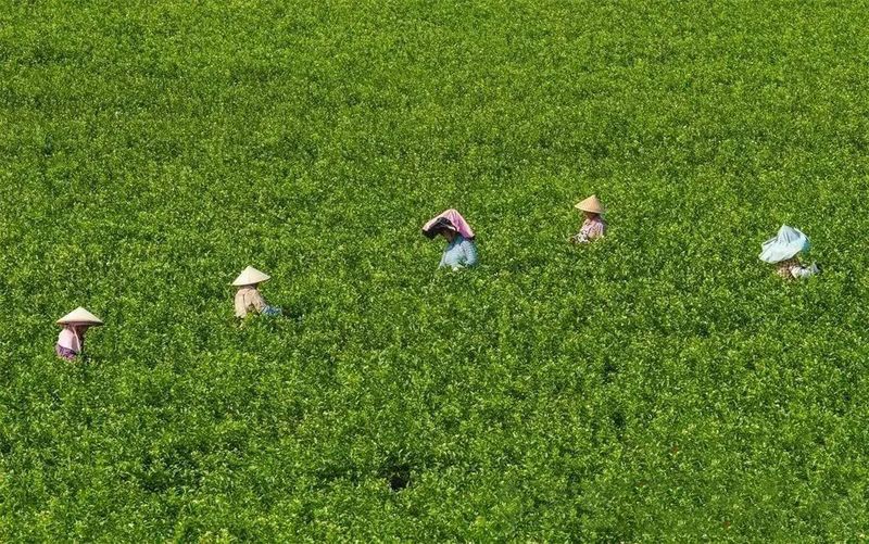 关于福州：一朵“舶来花”与“世界茶港”的古今相逢的资讯(4)
