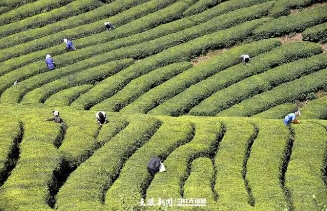 关于黔西南：茶绿山川 业兴富民的新闻