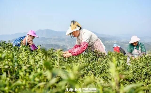 关于黔西南：茶绿山川 业兴富民的新闻(1)