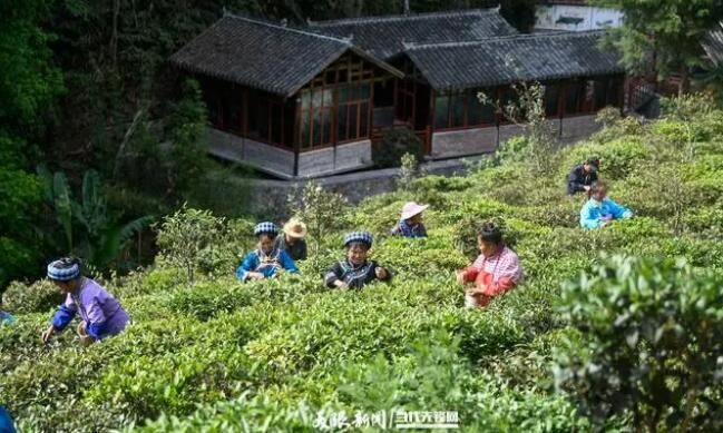 关于黔西南：茶绿山川 业兴富民的新闻(2)