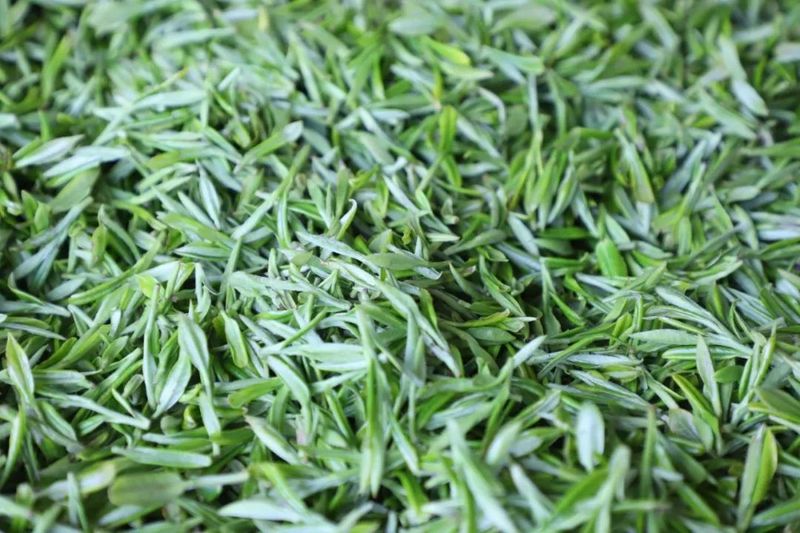 有关于第四届国际（乐山）绿茶大会  扬帆起航 夹江茶产业发展势头正劲的相关信息(6)