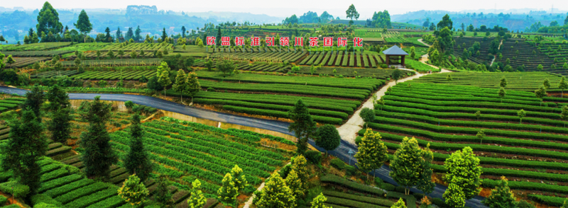 有关于第四届国际（乐山）绿茶大会  扬帆起航 夹江茶产业发展势头正劲的相关信息(2)