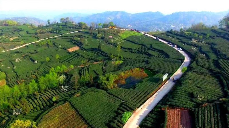 有关于第四届国际（乐山）绿茶大会  扬帆起航 夹江茶产业发展势头正劲的相关信息(3)