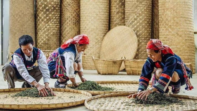 关于云南：以茶叶为依托 助力生物多样性的新闻(3)
