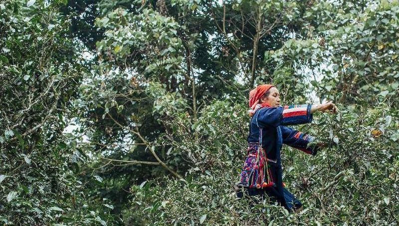 关于云南：以茶叶为依托 助力生物多样性的新闻(2)