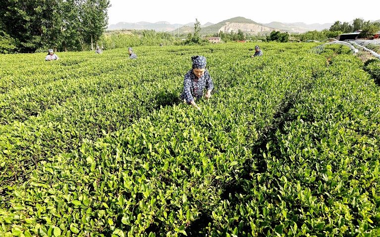 关于枣庄市市中区:“小叶子”唱响茶经济的相关信息(2)