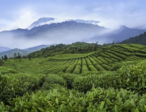 关于以品质定义高端，竹叶青茶推动中国好茶征服世界的相关内容