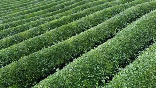 关于岑巩县3.72万亩茶园今年预计年产值达上亿元的最新消息