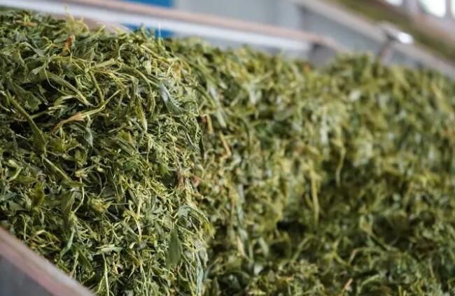 关于岑巩县3.72万亩茶园今年预计年产值达上亿元的最新消息(2)