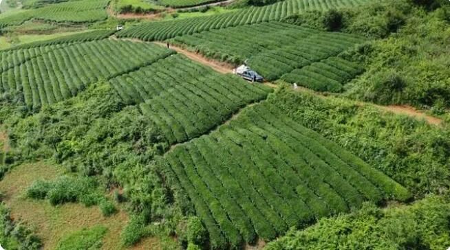 关于岑巩县3.72万亩茶园今年预计年产值达上亿元的最新消息(1)
