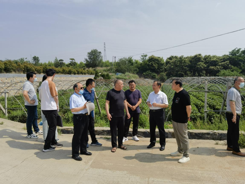 关于泰安市农业农村局开展“科技引领泰山茶产业发展”政府开放日活动的相关信息