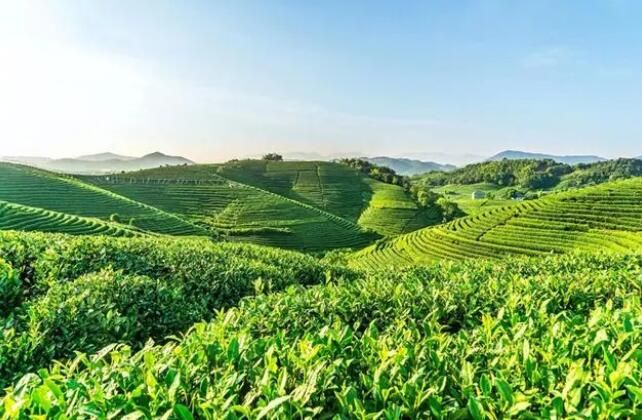 关于杭州余杭：探索“千年龙坞”茶文化 推进茶旅融合发展的内容