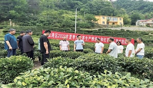 关于张湾区：强化专业培训 提升茶叶品质的相关信息