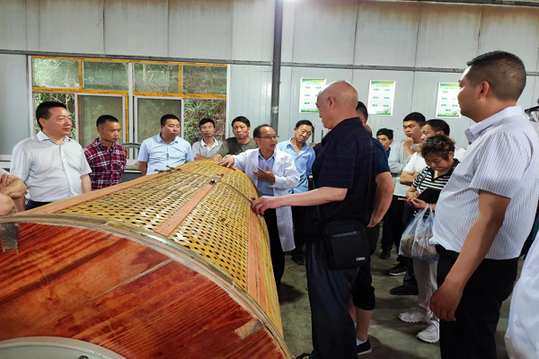 关于勉县举办汉中蜜黄及花果香红茶加工技术培训会的消息(2)