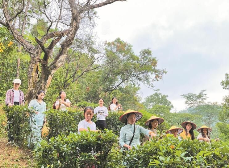 有关于中山：新老茶人接续本地“茶脉” 重塑“五桂山茶”昔日辉煌的新闻