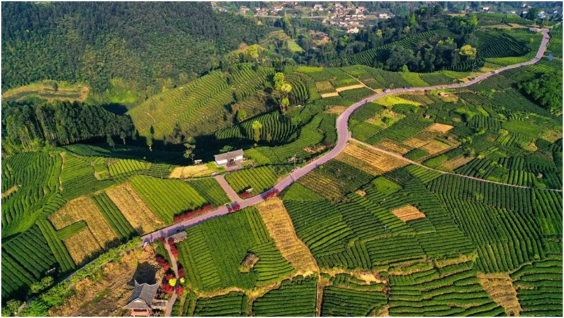 有关于 茶里寻鲜 把“名”做强 雅安名山文旅提振助推产业振兴的消息(6)