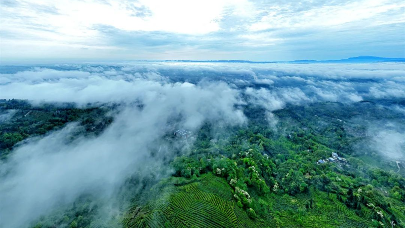 有关于 茶里寻鲜 把“名”做强 雅安名山文旅提振助推产业振兴的消息(4)