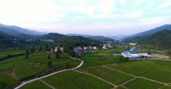 有关于英山：云生雾养育好茶 聚力品牌打造百亿产业的信息(12)