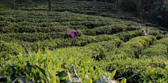 关于小湾东镇：茶旅融合促振兴的内容(1)