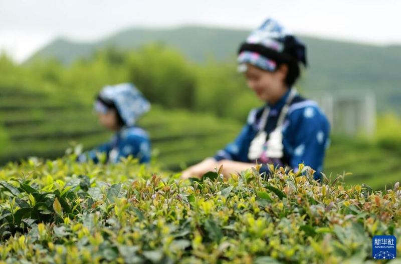 有关于贵州都匀：毛尖飘香的相关信息(2)