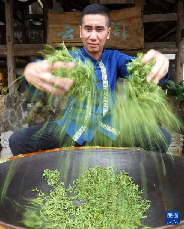 有关于贵州都匀：毛尖飘香的相关信息(1)