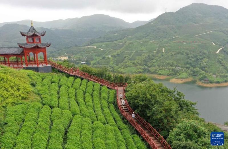 有关于贵州都匀：毛尖飘香的相关信息(3)