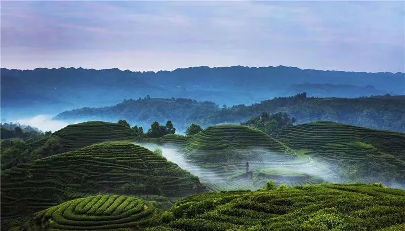 有关于蒙顶山茶”“雅安藏茶”区域公用品牌价值大幅上升的相关信息